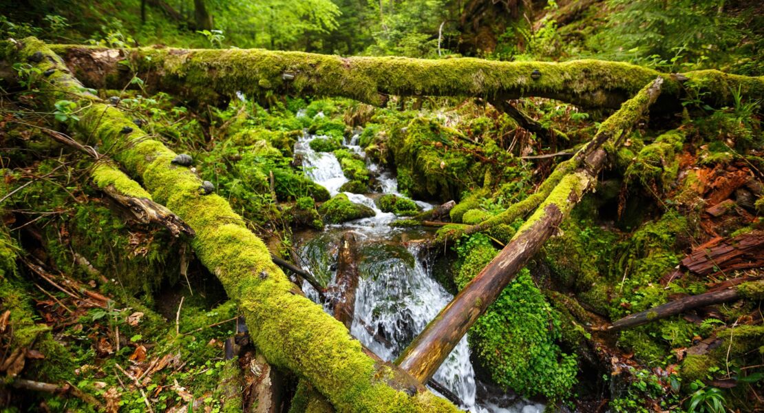 waldbaden-fur-einsteiger-wellness-fur-die-sinne