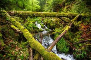 Waldbaden für Einsteiger - Wellness für die Sinne