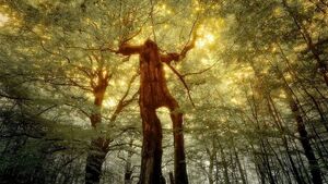 Die Seele des Waldes