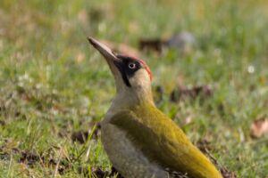 Vogelkundliche Führung I Talwiesenschänke
