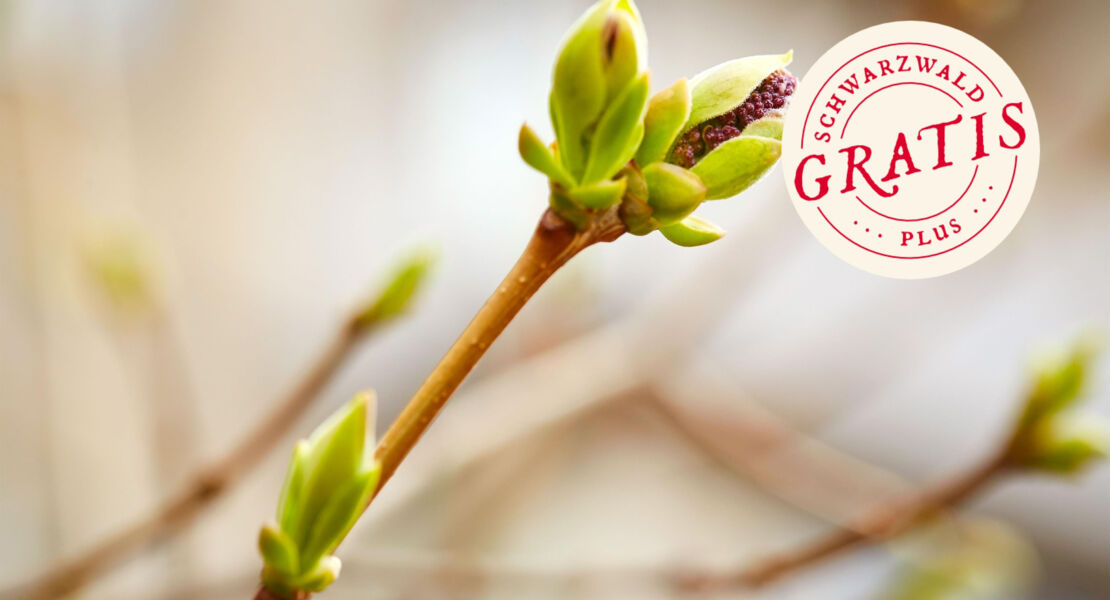 kulinarische-wildpflanzenwanderung-kleine-knospenkunde