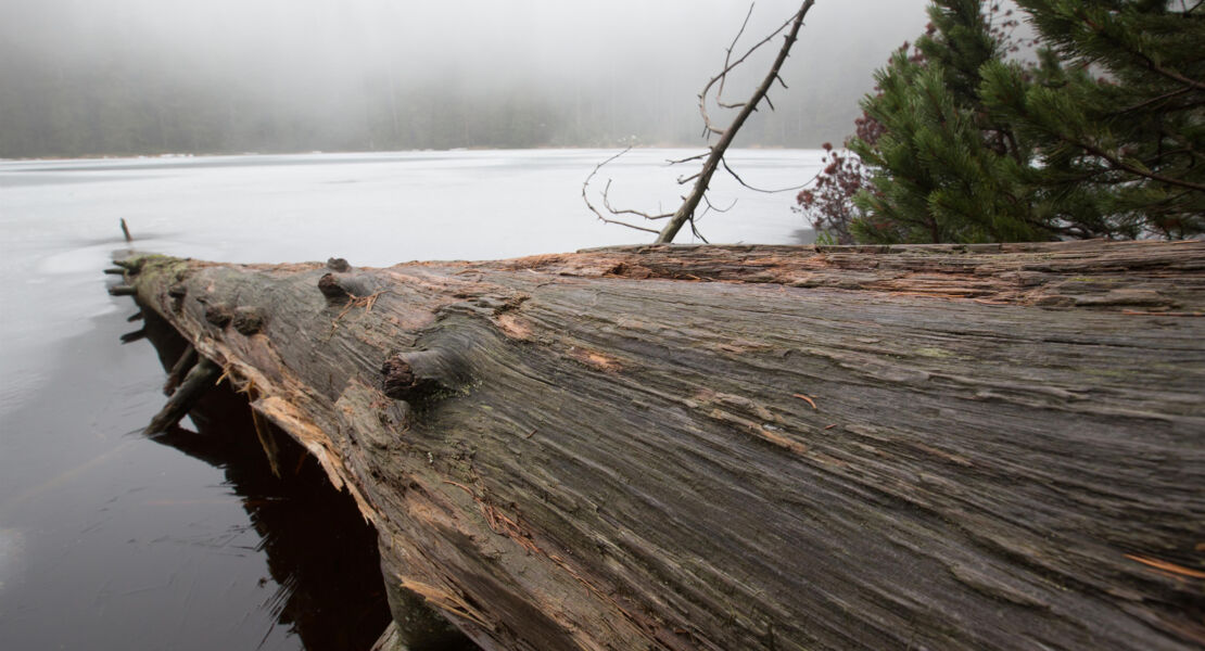 wildes-land-die-ruckkehr-der-natur