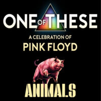 ONE OF THESE  Pink Floyd Tributes