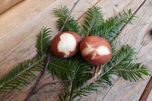 Frühlingserwachen im Wald