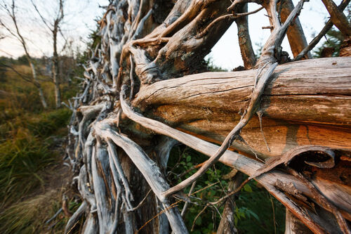 kreativ-mit-holz