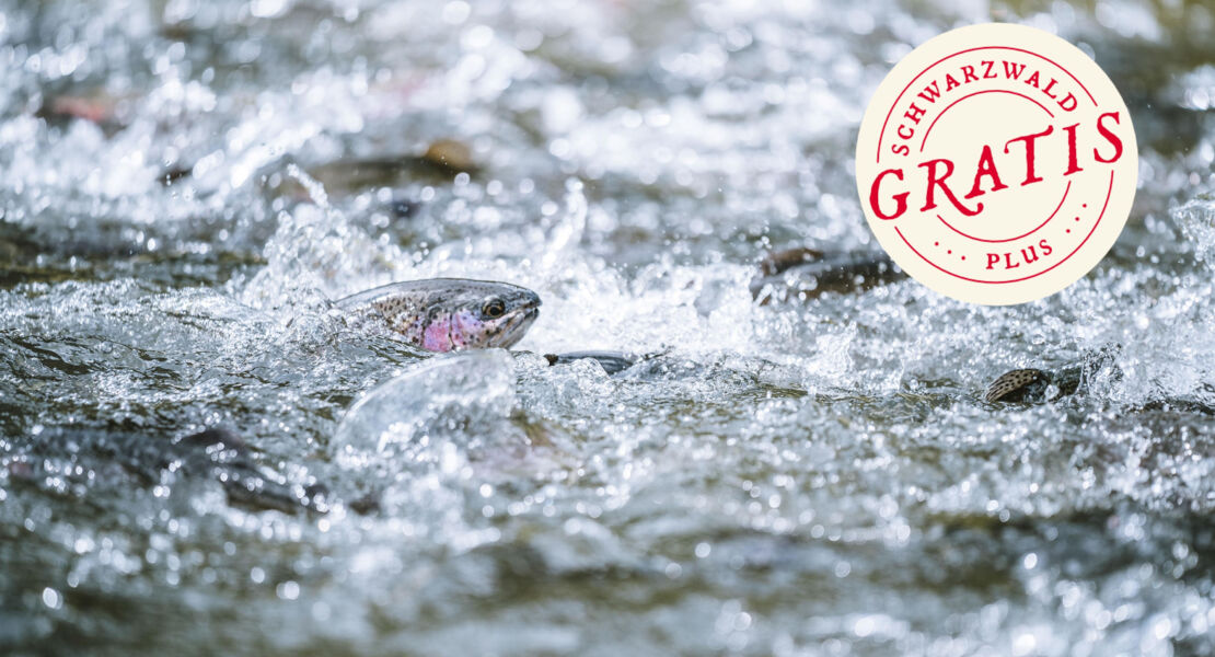 naturerlebniswanderung-lachspfad