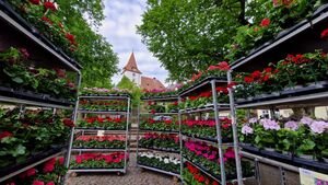 Großer Sommerblumen und Geranienmarkt