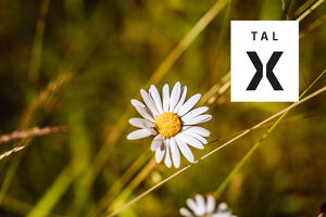 Ballett im Tal X
