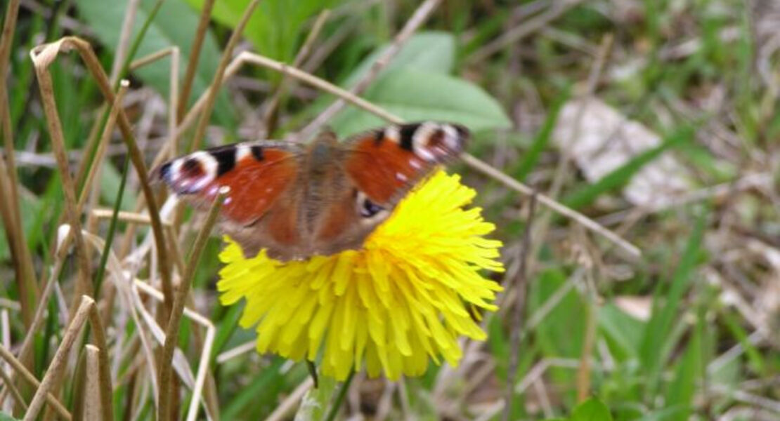 abendspaziergang-zu-den-wilden-krautern