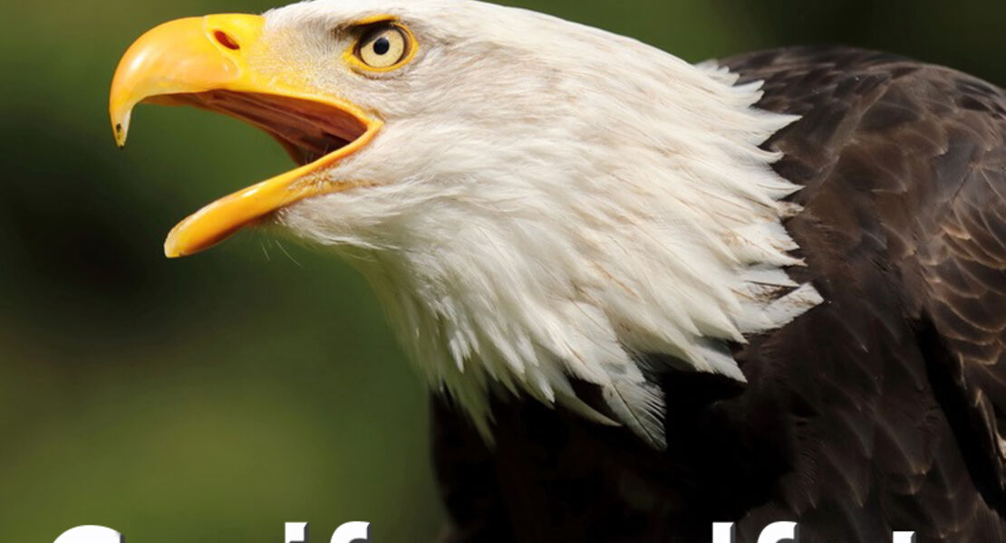 ws-greifvogelfotografie