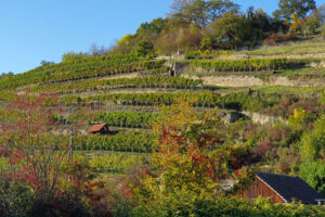 Wälder, Wiesen, Wasser, Werkstein und Wein