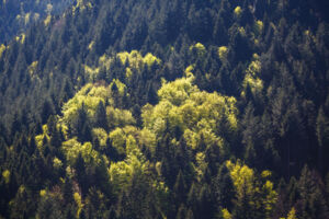 Schatten der Geschichte im Schwarzwald