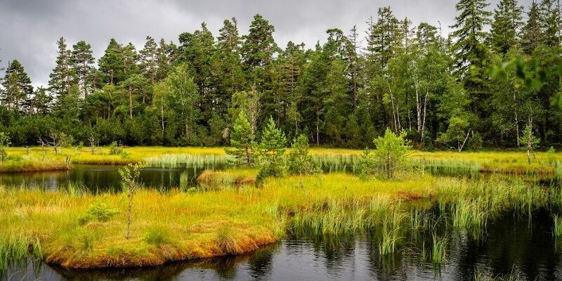 2-globetrotter-wandertage-schwarzwald-wanderung-fotowalk-im-hochmoor