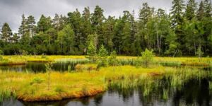 2. Globetrotter Wandertage Schwarzwald: Wanderung 