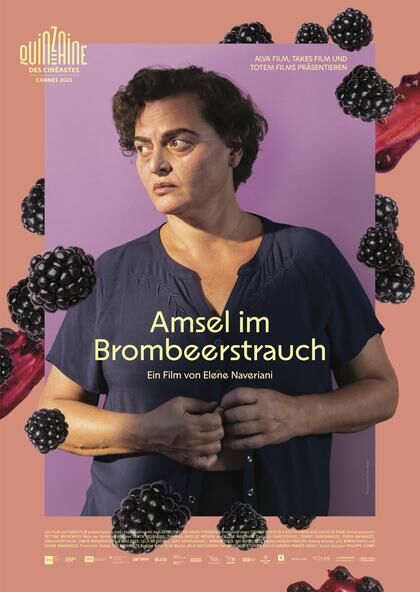 amsel-im-brombeerstrauch-ov
