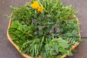 Verführungen am Wegesrand Teil 2 - Unterwegs auf dem Wasser,- Wald- und Wiesenpfad