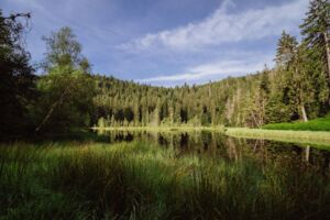 Vogelwelt des Buhlbachkars