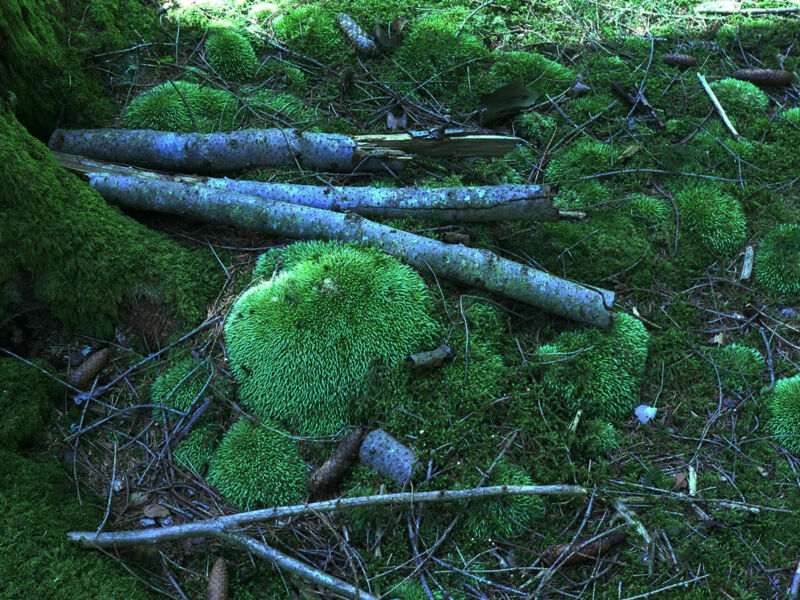 rauchern-in-den-rauhnachten