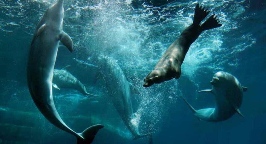 artenschutz-fur-die-zukunft-mit-4-gange-menu-getranken-am-21052026