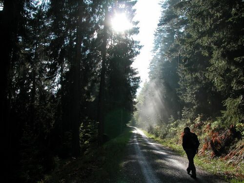 heidelbeerspaziergang