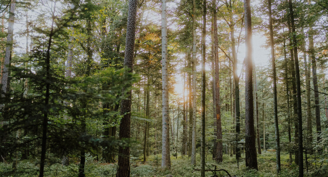 waldbaden-shinrin-yoku