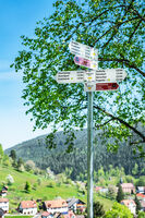 Die Heidelbeere - Wanderung mit beerigen Infos