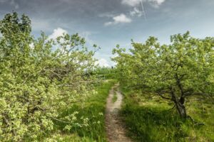 Wilde Weiden