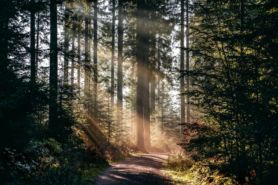 waldbaden