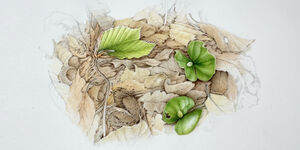 AiR • AUSSTELLUNG • BOTANISCHE KUNST