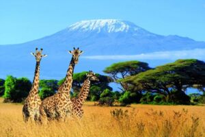 Dia-Vortrag: Abenteuer Kilimanjaro