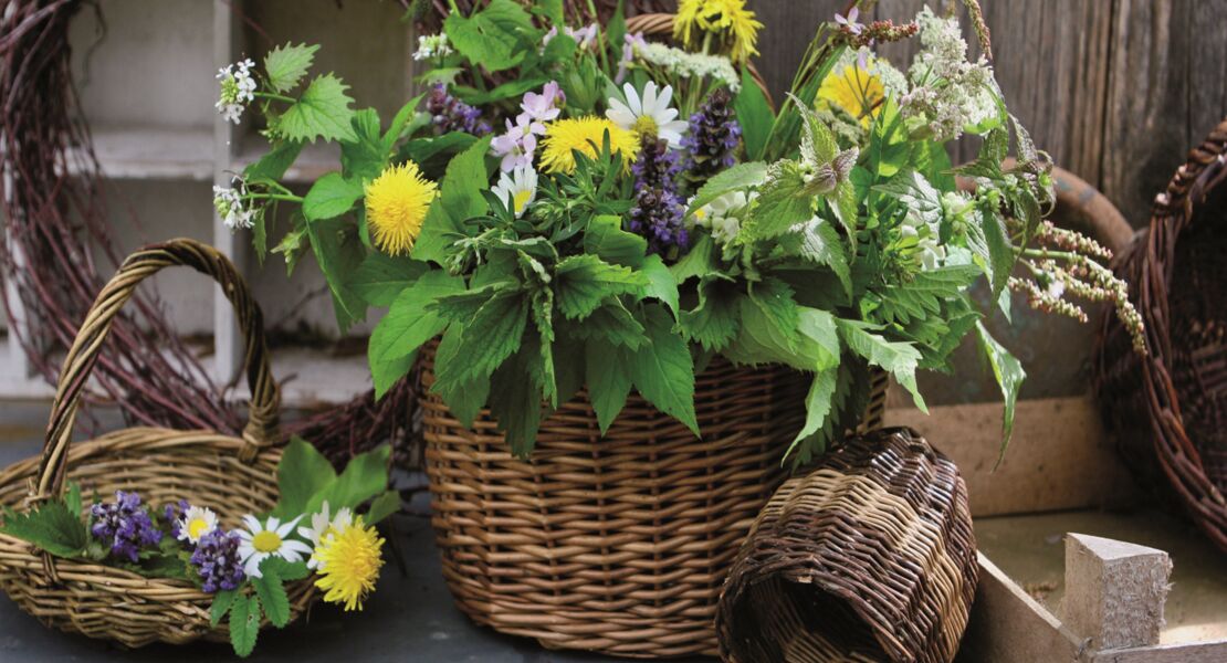 spatsommerlicher-wildkrauterspaziergang-verkostung-um-neubulach-mit-heiderose-rentschler