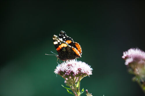 von-der-natur-lernen-krisen-meistern