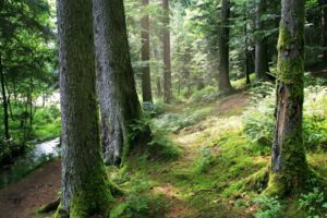 Wellness im Wald mit allen Sinnen