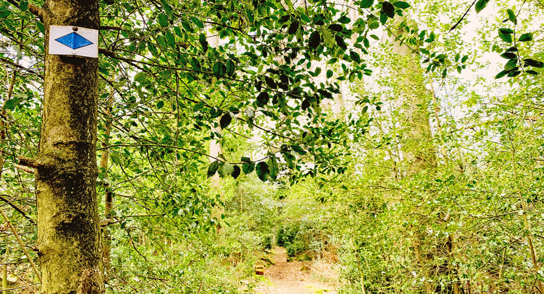 herrentag-mit-krauterpadagogin-antje-mieves-abenteuer-im-wald