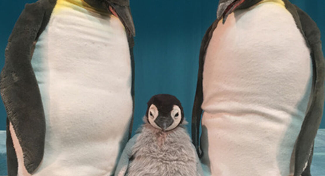 marotte-theater-pit-pinguin