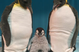 marotte Theater - Pit Pinguin