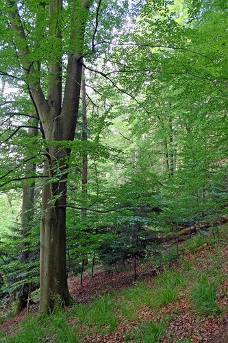 pforzheim-grunes-gold-umweltwanderung-am-hohberg-mit-umweltburgermeister-tobias-volle