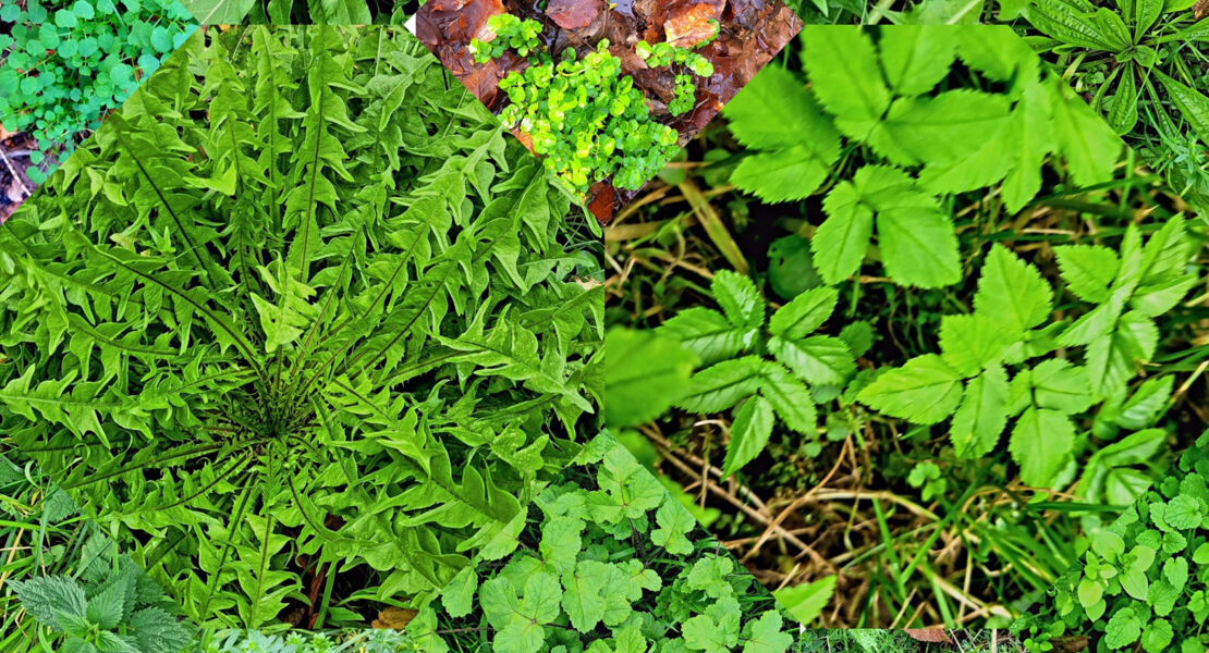 wildpflanzen-im-fruhling