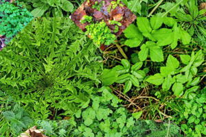 Wildpflanzen im Frühling