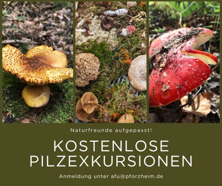 pforzheims-grunes-gold-pilze-gibt-es-viele