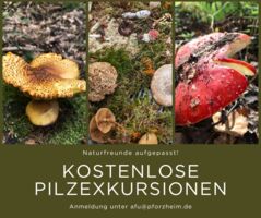 Pforzheims Grünes Gold - Pilze gibt es viele