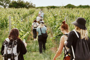Weinwanderung nachhaltig und innovativ