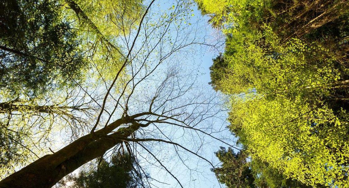 forschen-wie-die-grossen-natur-erleben-und-experimentieren