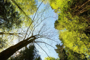 Forschen wie die Großen - Natur erleben und experimentieren