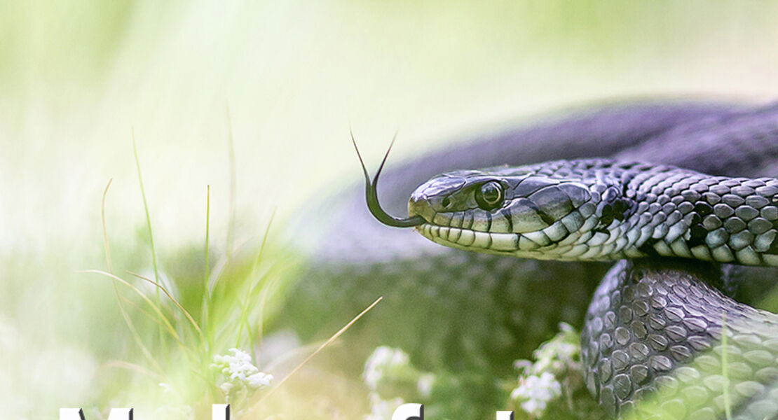 ws-makro-fotografie-vor-der-haustur