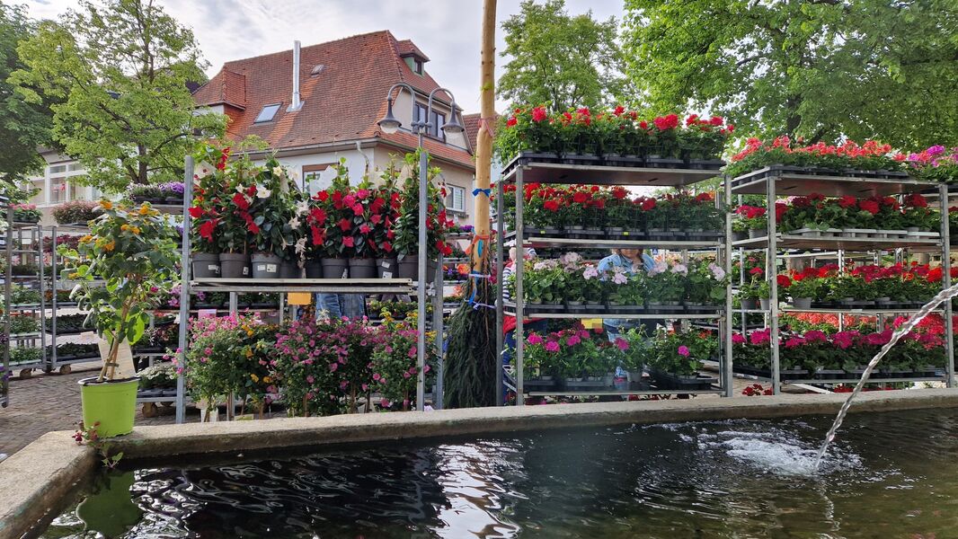 grosser-sommerblumen-und-geranienmarkt