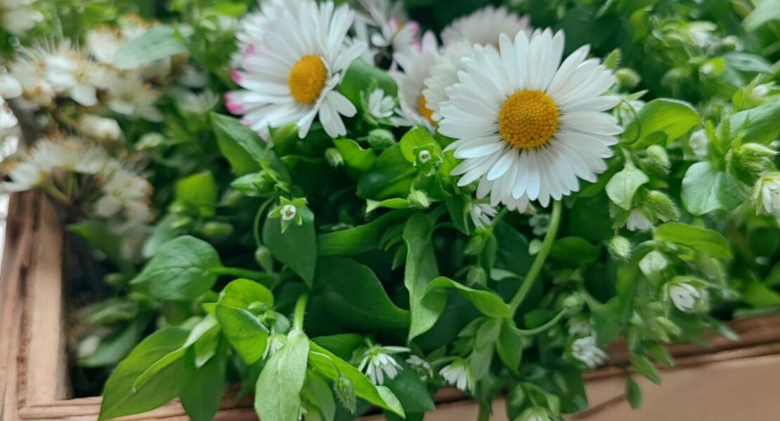 fischer-jung-die-herren-der-erschopfung