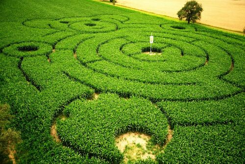 maislabyrinth