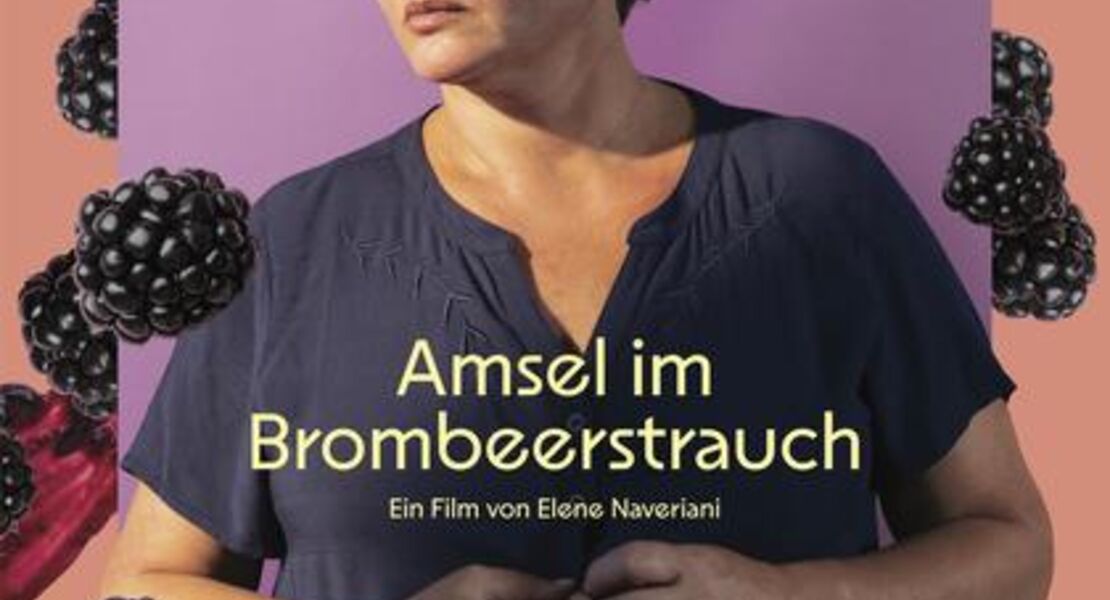 amsel-im-brombeerstrauch-ov