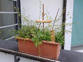 Worüber freuen sich Insekten und Menschen